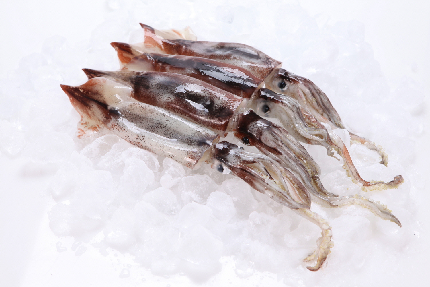 원양산 선동 초코오징어 2미(600~650g)